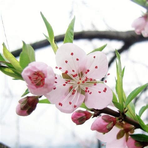 桃花樹|桃花（蔷薇科桃李属植物）